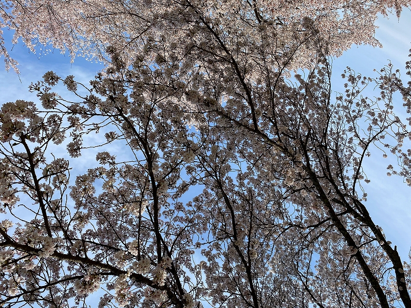 SAKURA 見ました。