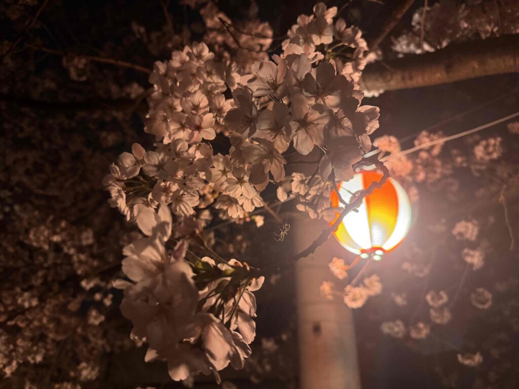 今年も花粉の季節がやってきました。