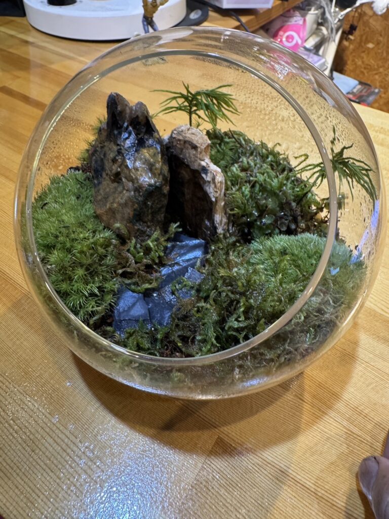 私。苔を植えました。